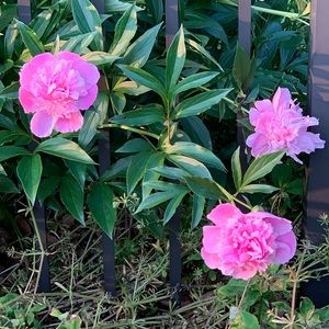 Meet your Posher, Allison